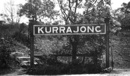 Kurrajong