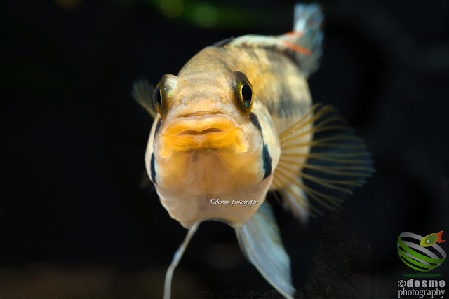 Apistogramma cf. norberti