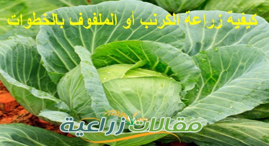 كيفية زراعة الكرنب أو الملفوف بالخطوات - مقالات زراعية