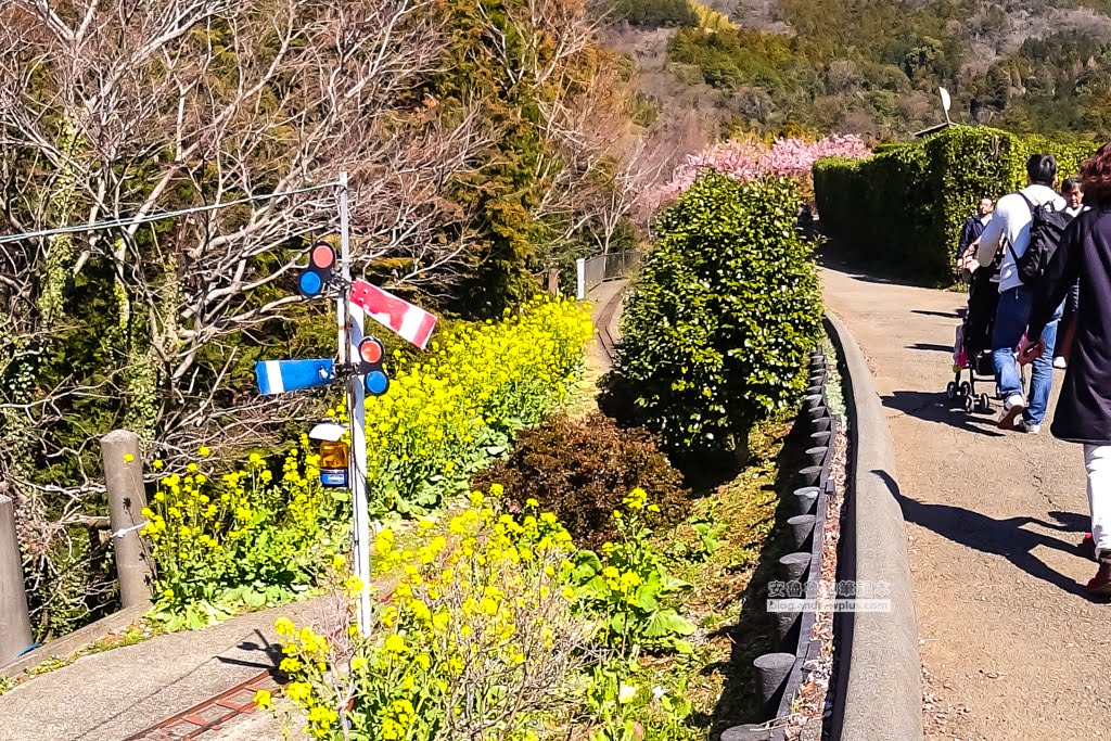 日本賞櫻,河津櫻,松田町賞櫻祭,河津櫻富士山,西平畑公園,