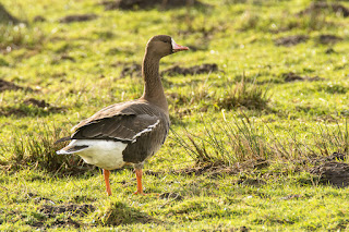 Wildlifefotografie Tierfotografie Naturfotografie Nikon Dümmer