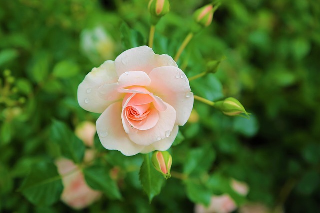 hoa đẹp nhất thế giới 14