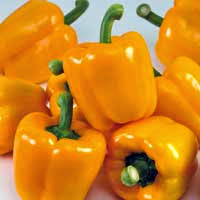 ORGANIC CAPSICUM