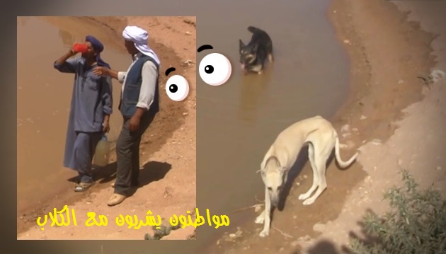 الجزائر, الماء, المواطنون, الساكنة, البيض, الكاف لحمر, الكلاب, المياه الراكدة, المياه الصالحة للشرب, الابار, حفر الابار