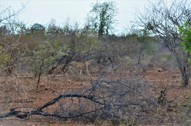 Leopard Walking in @SANParksKNP @SANParks #SA #PhotoYatra #TheLifesWayCaptures