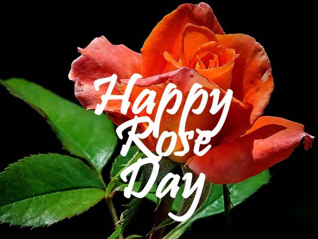 Happy Rose Day 2022 Images, Wallpapers, Pics & Photos