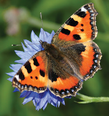 Orange butterfly by Jonathan Bradley