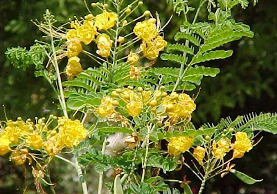deskripsi bunga merak atau caesal pulcherrima