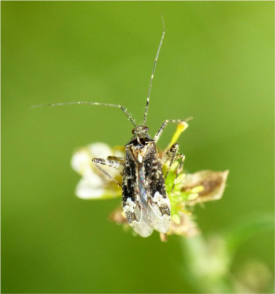 Insects of Scotland: True Bugs