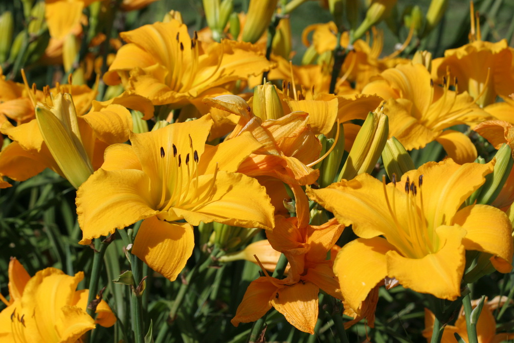 Hungry Zombie Couture Gilding the Lily