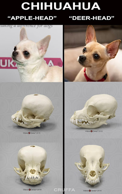 whats a deer head chihuahua