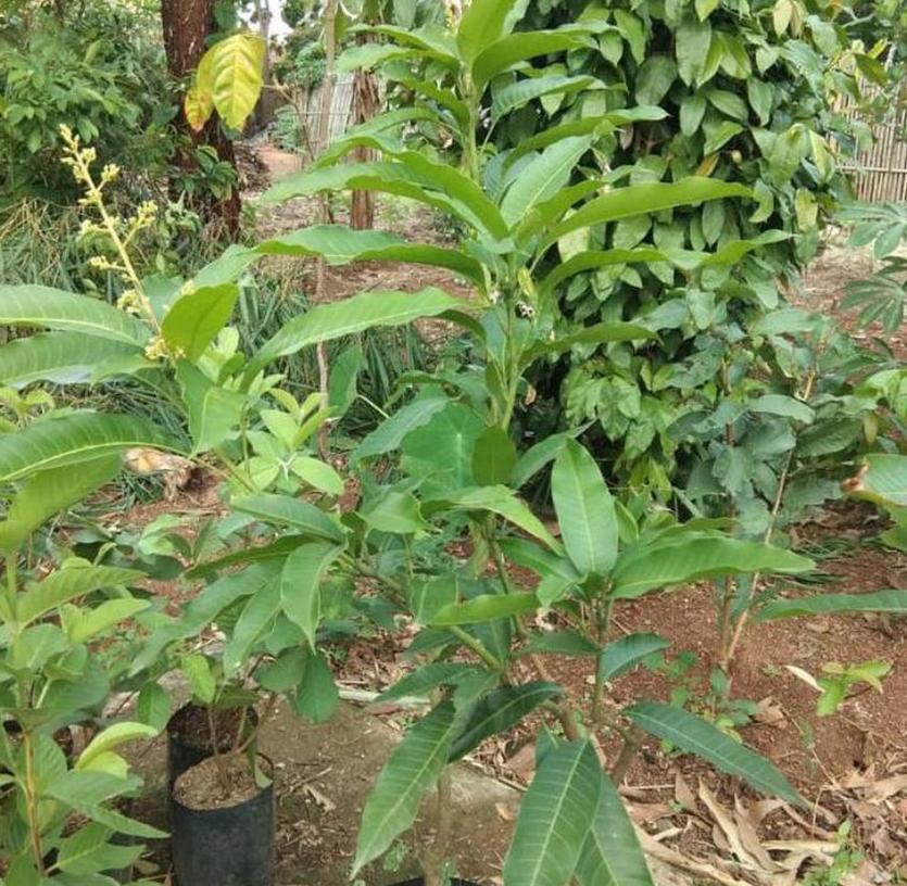 tanaman mangga chokanan bibit buah siap cepat berbuah okulasi sudah cepat berbunga bibit tinggi 1 meter cepat berbunga tambulapot Langsa Barat