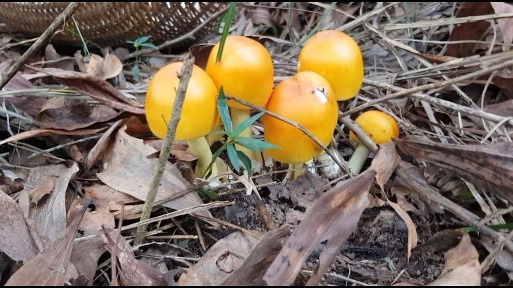 LƯU KHÂM HƯNG (劉欽興): NẤM TRỨNG GÀ