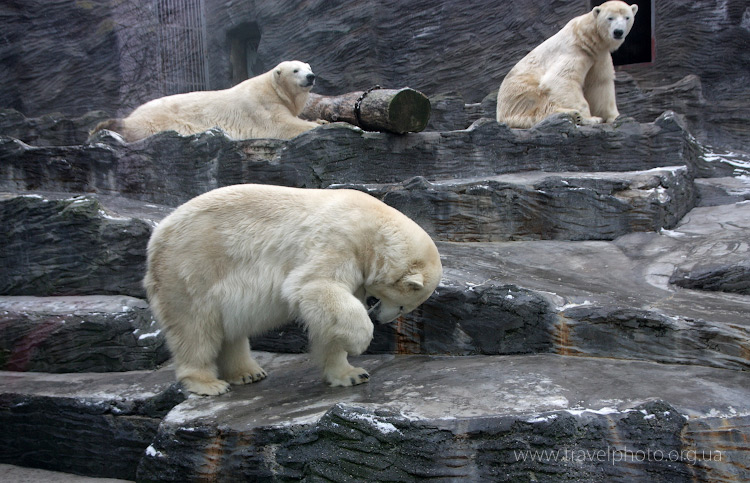 Белые медведи, гордость Пражского зоопарка