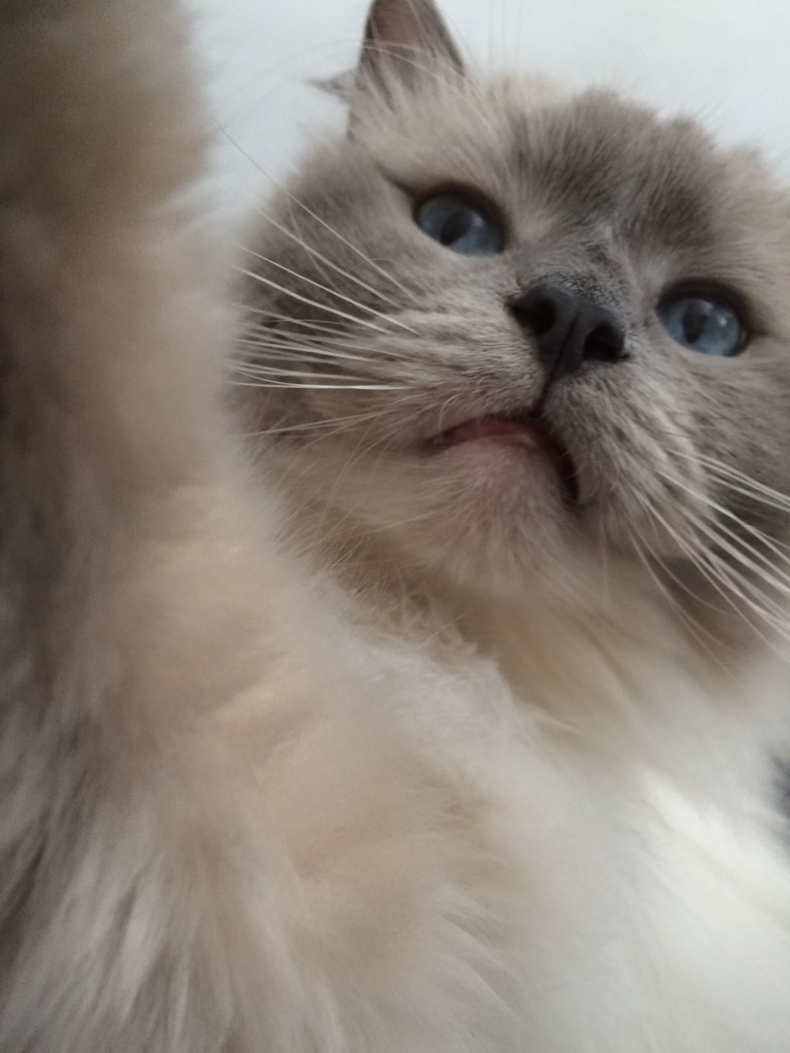 Tapping on our Pets as Influencers, Ragdoll cat