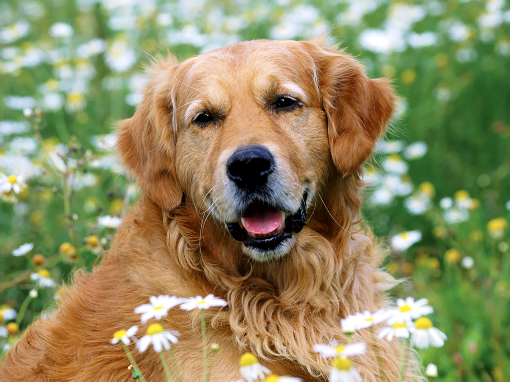 golden-retriever-dogs-and-puppies-golden-retriever-wallpaper