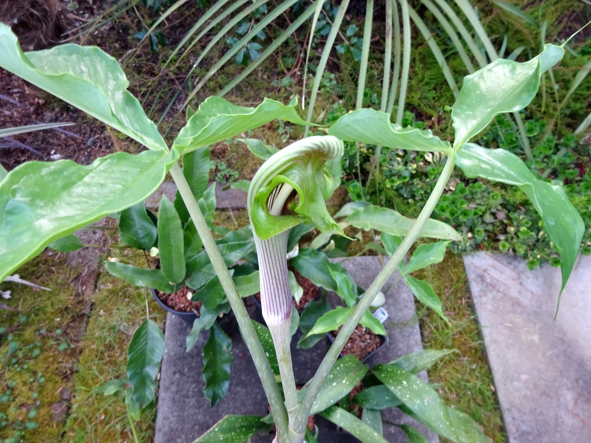 Amorphophallus konjac – Secret Garden Growers