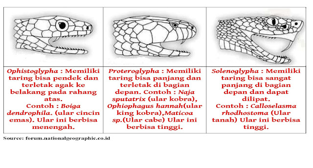 MY JOURNAL: Gejala Patukan Ular dan Jenis-Jenis Ular