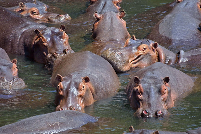 hipopotamgiller