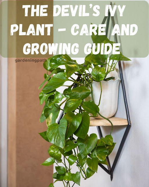 The Devil’s Ivy Plant Care and Growing Guide