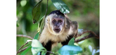 Figure: ¿Recuerdas el nombre del mono capuchino de Ross?