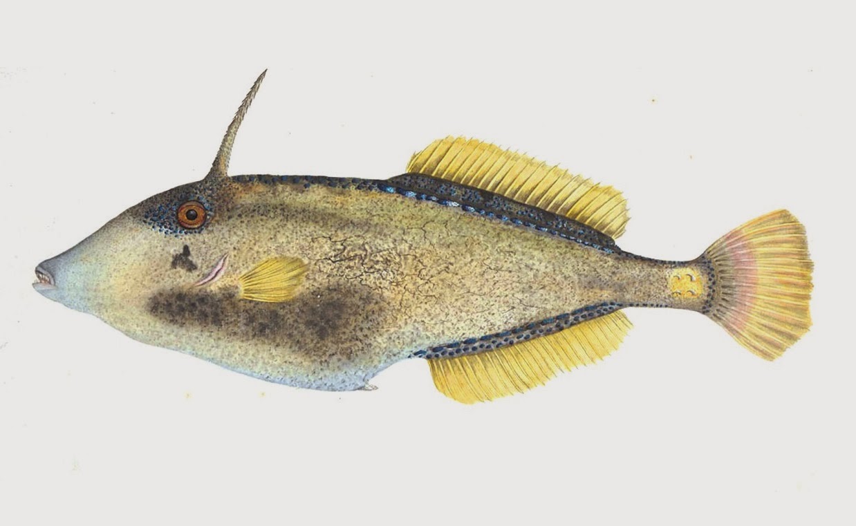 Leatherjacket Fish Fishes World HD Images & Free Photos