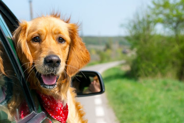 Driving Cross Country Alone With a Dog | Daily Bonn Tips - Page 4 Driving%2BCross%2BCountry%2BAlone%2BWith%2Ba%2BDog%2BTips