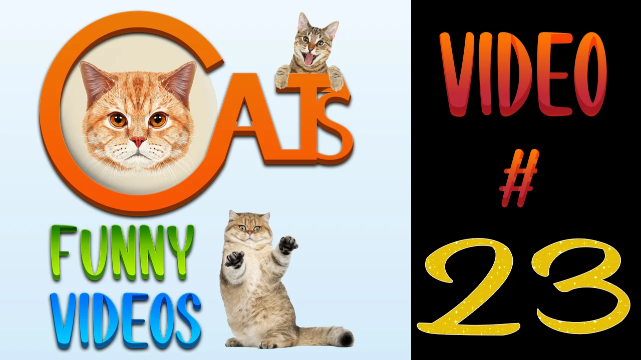 Funny cats videos, Cats Funny Videos, Cats Videos, Funny Cats, Cute Cats 
