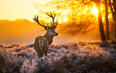 deer-animal-nature-forest-trees-sunset-photo-wallpaper-1680x1050
