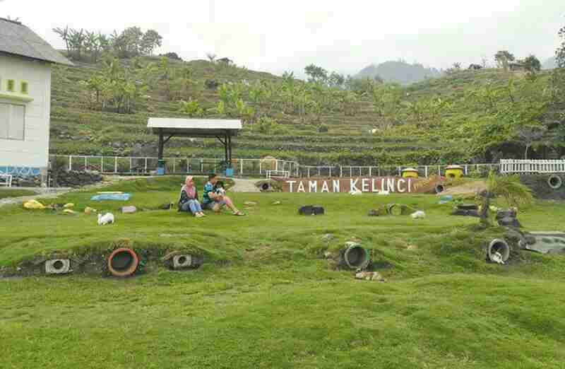 Lokasi Htm Taman Kelinci Padusan Yang Menggemaskan