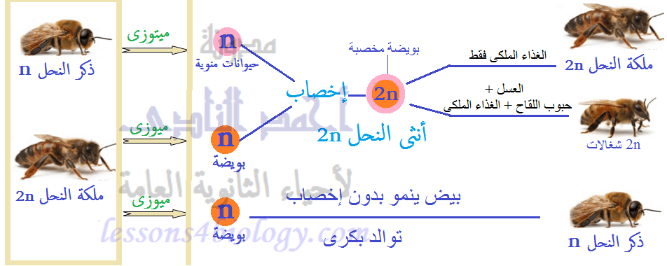 من أمثلة التكاثر اللاجنسي