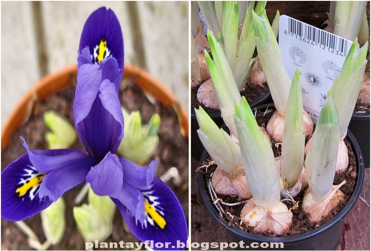 Plantas flores: Iris reticulata