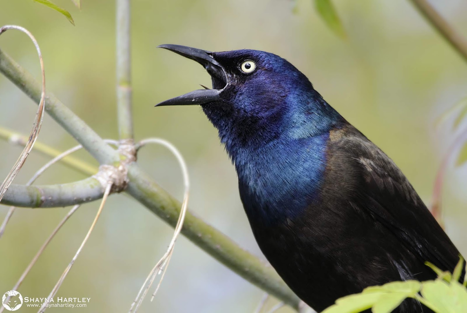 Grackles Need Love, Too Nature Notes Blog
