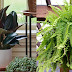 5 Indoor Plants That Will Give You Better Quality Air