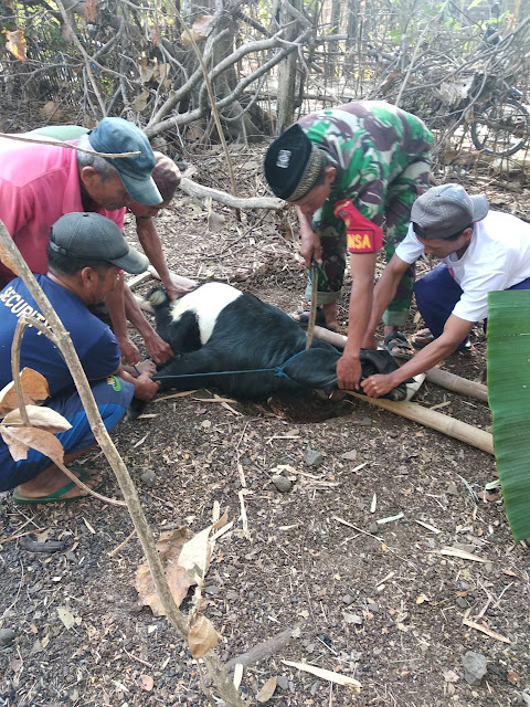 Esensi Kurban adalah Keikhlasan dan Berbagi