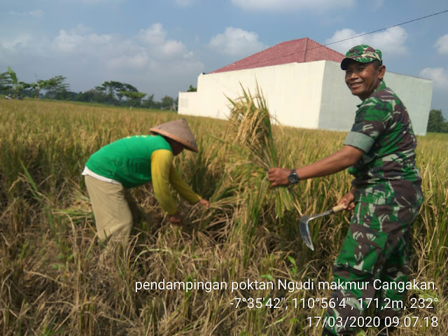 KodimKaranganyar – Babinsa Koramil 01 Karanganyar, Laksanakan Pendampingan Upsus Panen Padi