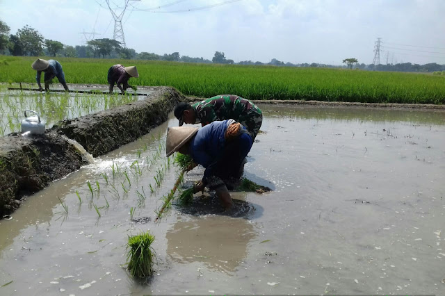 Babinsa Koramil Karangdowo Dampingi Petani Tanam Padi