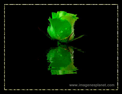 Rosa Verde Animada con movimiento, hermosa imagen gif animada con agua y brillos hacen que se vea real