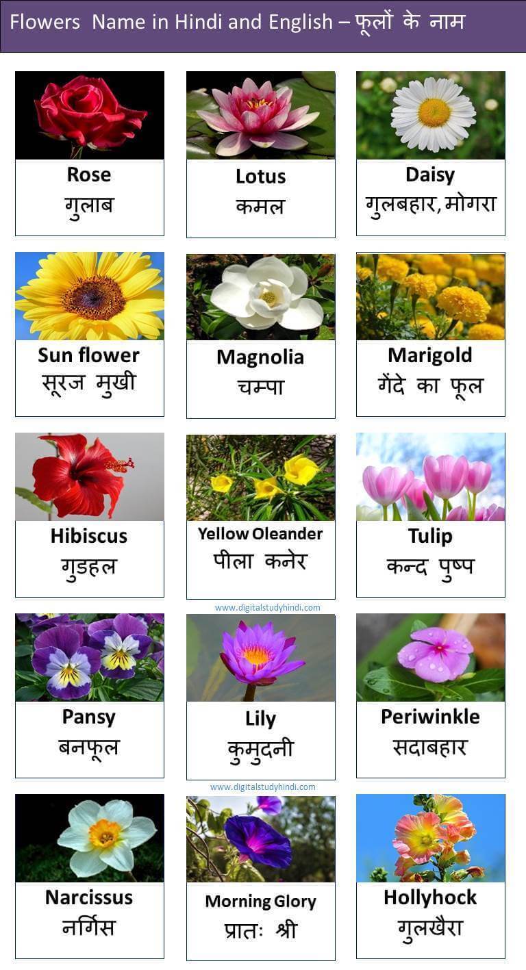 Flowers Name in Hindi and English | फूलों के नाम ...