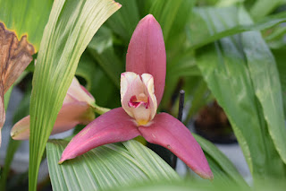 , Visita alle serre di Giulio Celandroni, diarid'orchidee