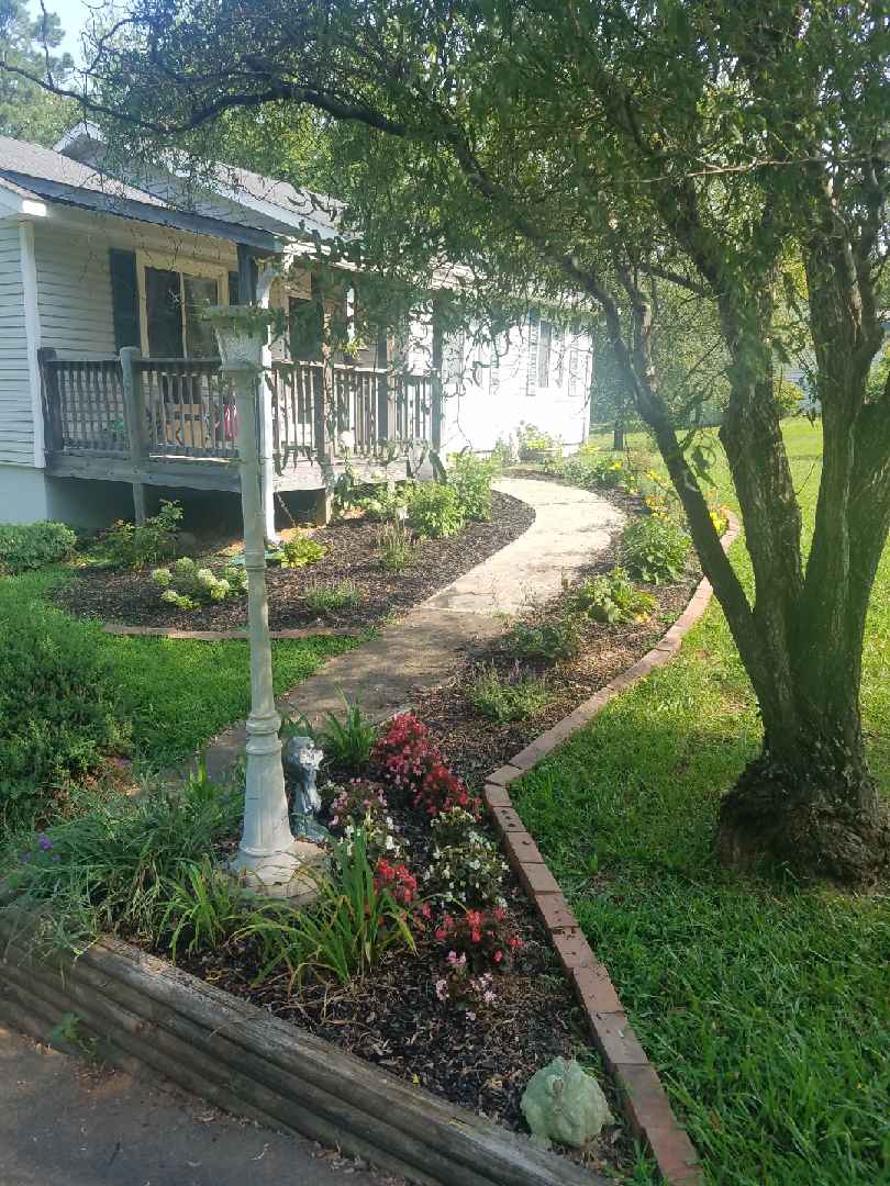 Sixty Fifth Avenue Little Lime Hydrangea Update