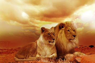Lion Images Lion Images