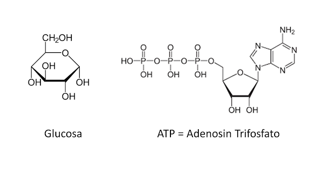 glucosa