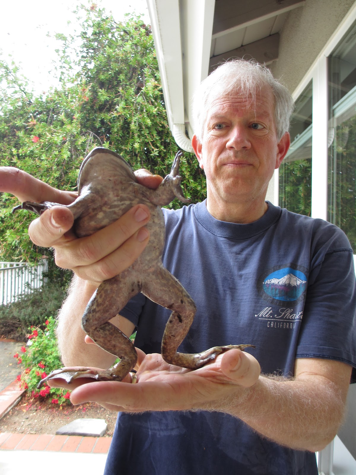 Cannundrums American Bullfrog