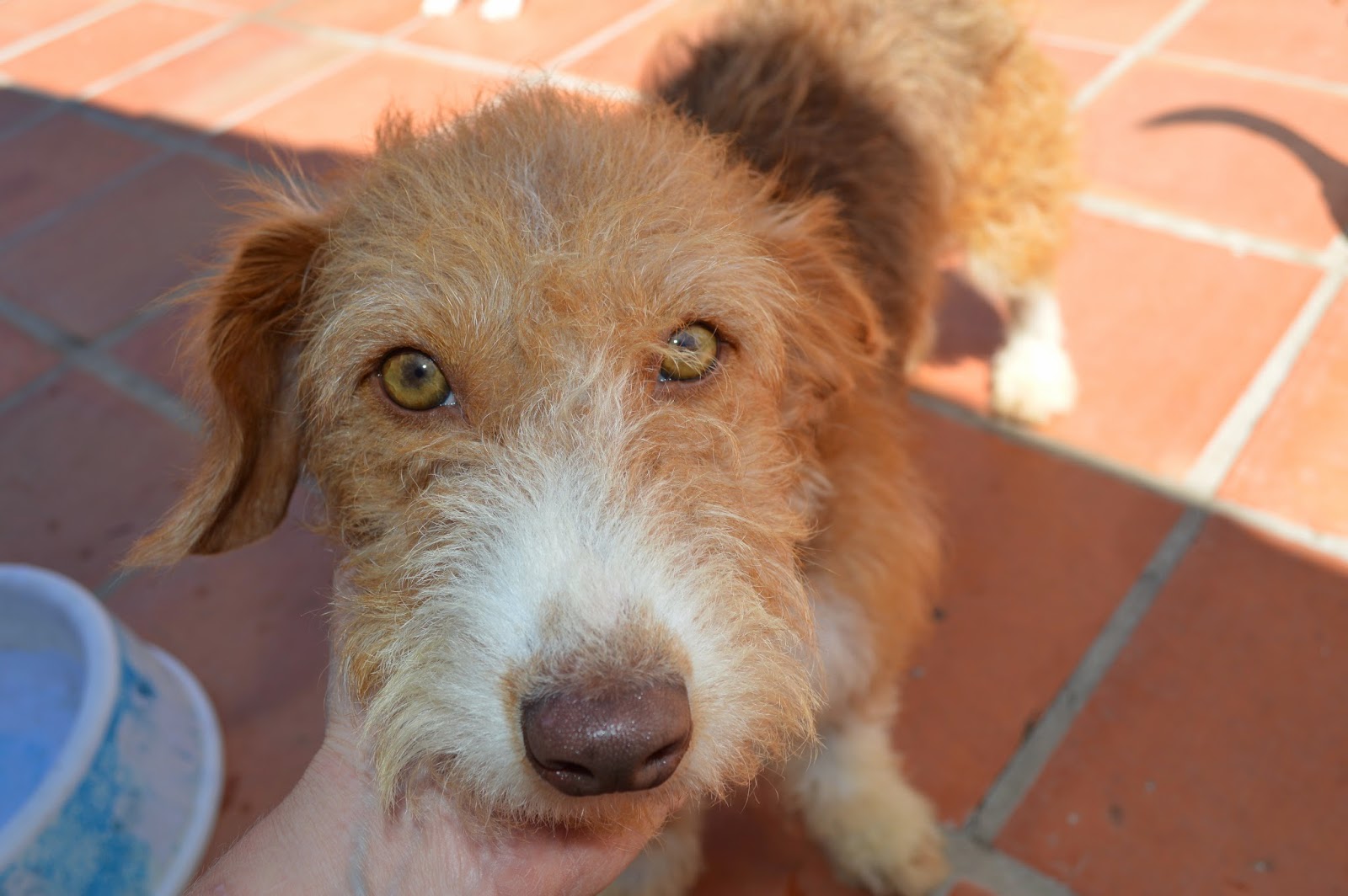 Hunde aus ZentralPortugal adoptieren Maggie