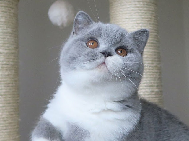 Merawat Kucing British Short Hair Ini Yang Perlu Kamu Pahami Ruberuky The Cat World