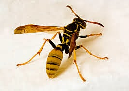 Borol Insect Acarajé: Borol