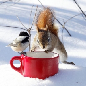 photo of squirrel and small bird looking in red mug in the snow