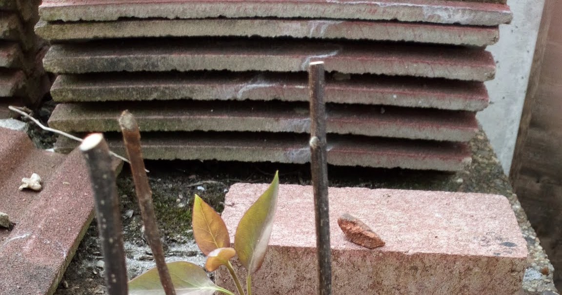 spud blog Lilac cuttings taken