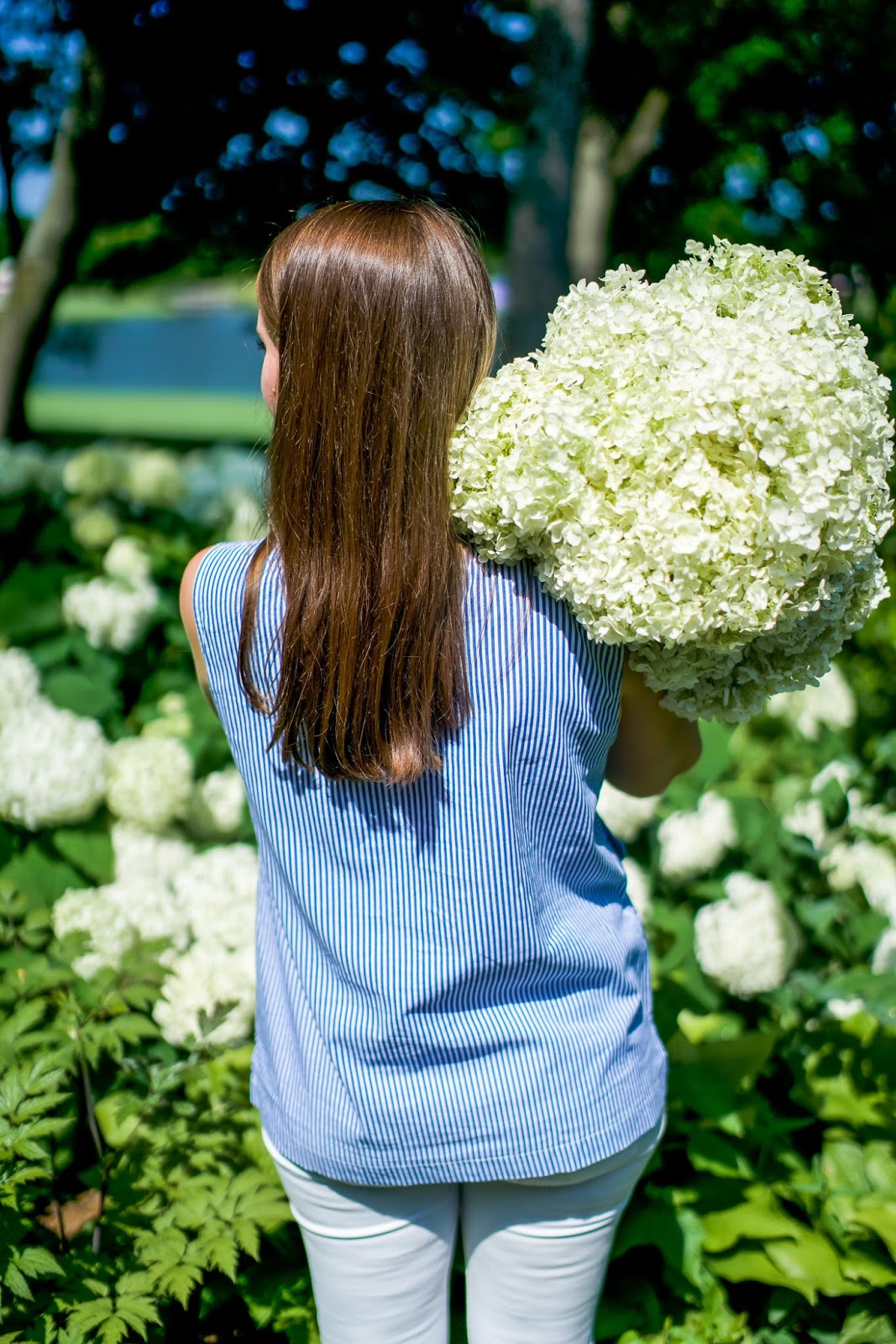 Three Dogs In A Garden Hydrangeas Care Basics Old New Varieties